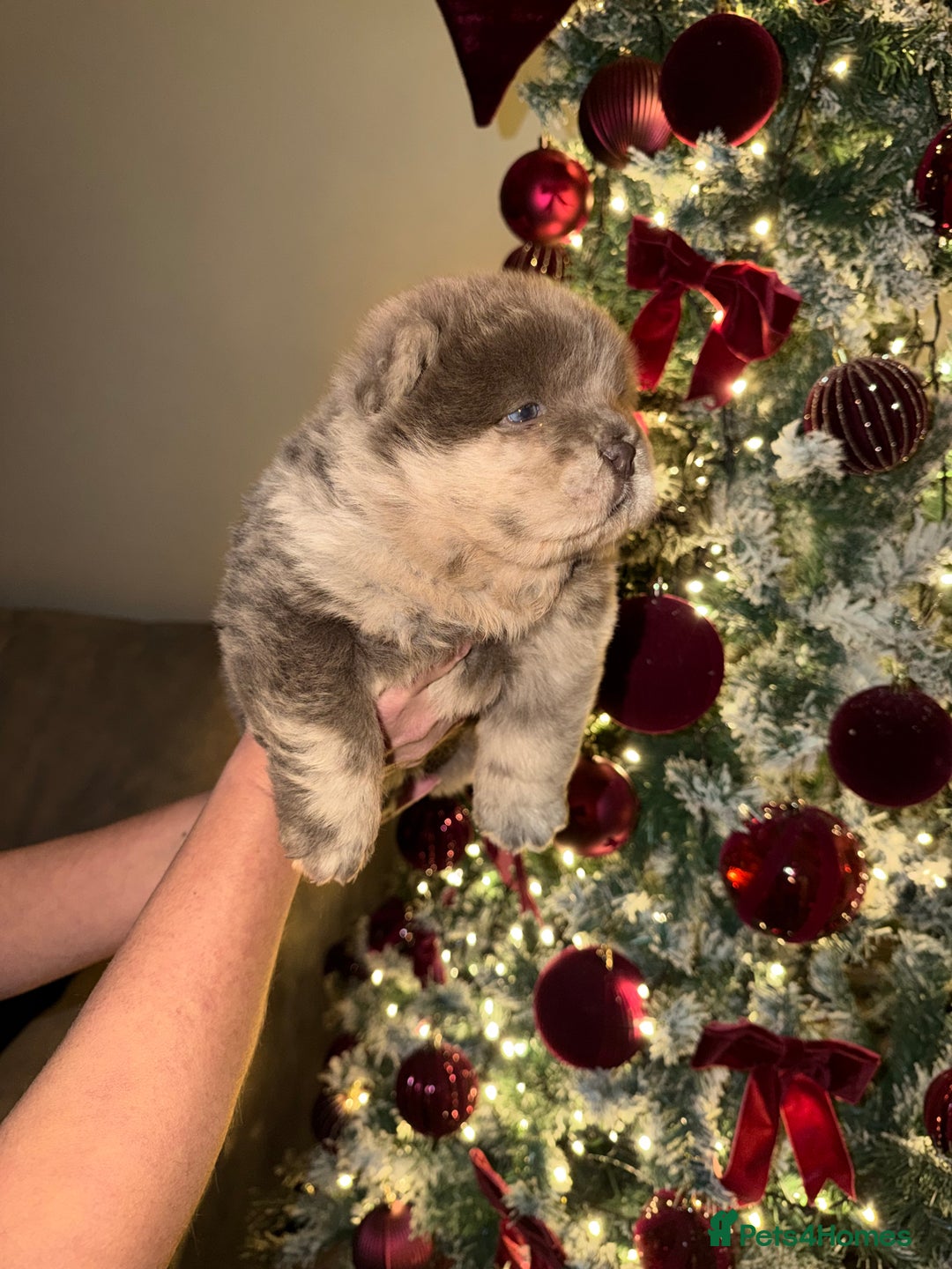 Chow Chow dogs for sale: Lilac Merle and lilac chow chow puppies for sale  - Advert 10