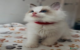 Ragdoll cats for sale: 🐾Tica full pedigree🩷 EU Ragdoll 🐱🐾DNA Clear ❤️ - Image 3