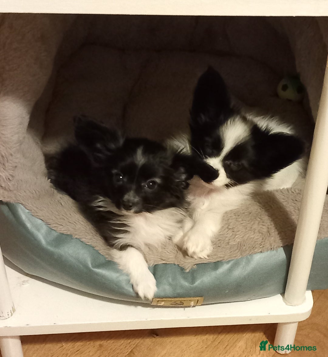 Papillon dogs for sale: Gorgeous Female Example of this Beautiful Breed - Advert 6