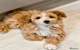 Maltipoo dogs for stud: Small Maltipoo Stud  - Image 15