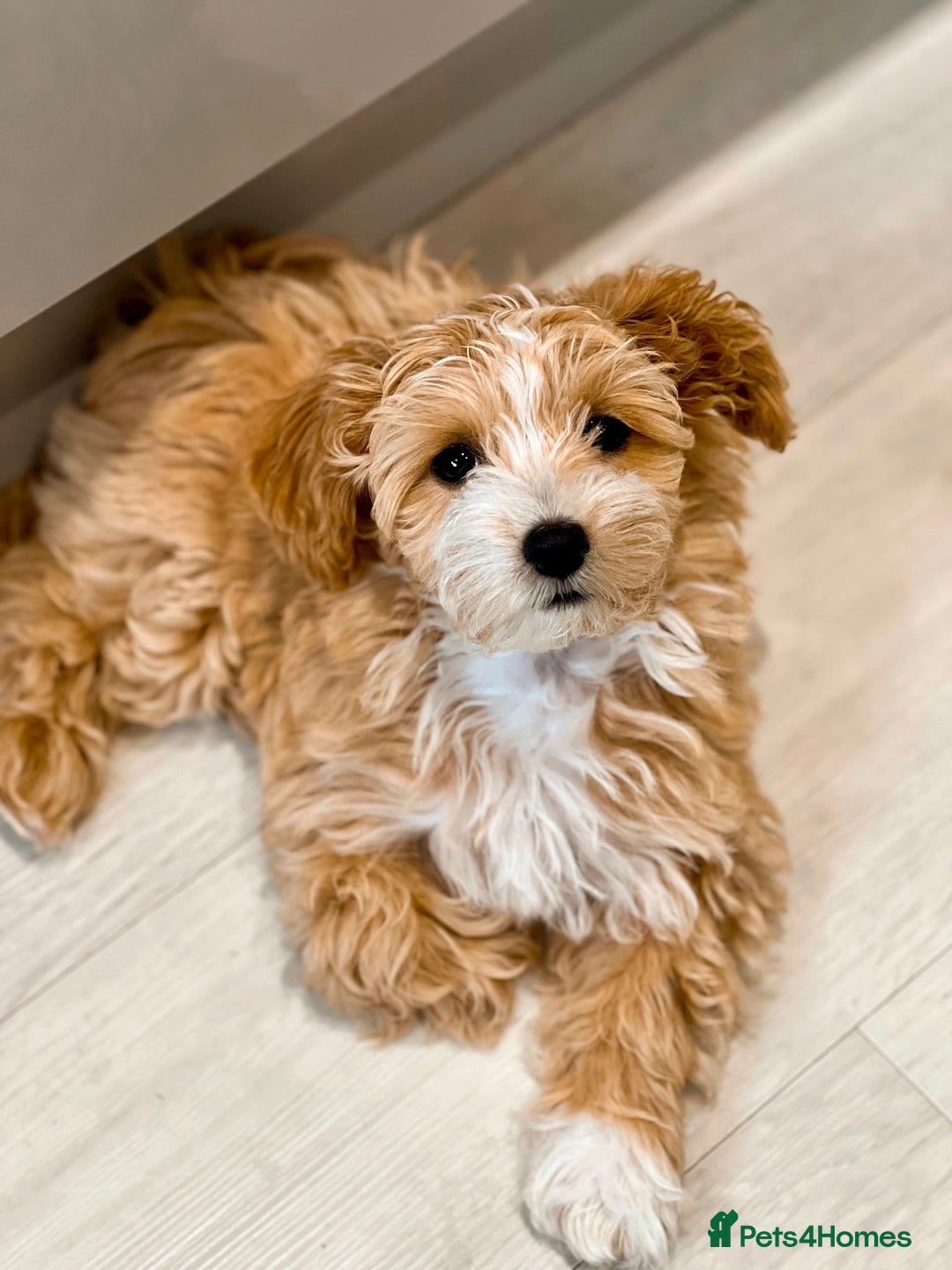 Maltipoo dogs for stud: Small Maltipoo Stud  - Image 15