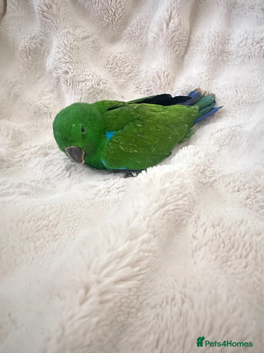 Parrots birds for sale: Eclectus Parrot  - Advert 1