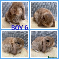 Mini Lop rabbits - Advert 5
