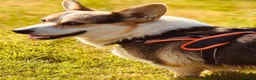Welsh Corgi Pembroke dogs for sale: KC Tri boy ready now, from health tested parents - Advert 10