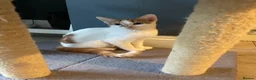 Turkish Van cats for sale: Cinnamon and Honey in Westcliff-on-Sea - Advert 2