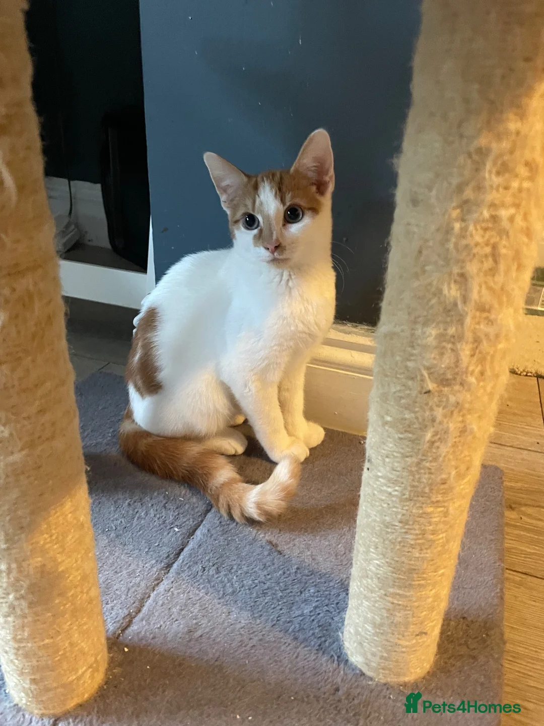 Turkish Van cats for sale: Cinnamon and Honey in Westcliff-on-Sea - Advert 2