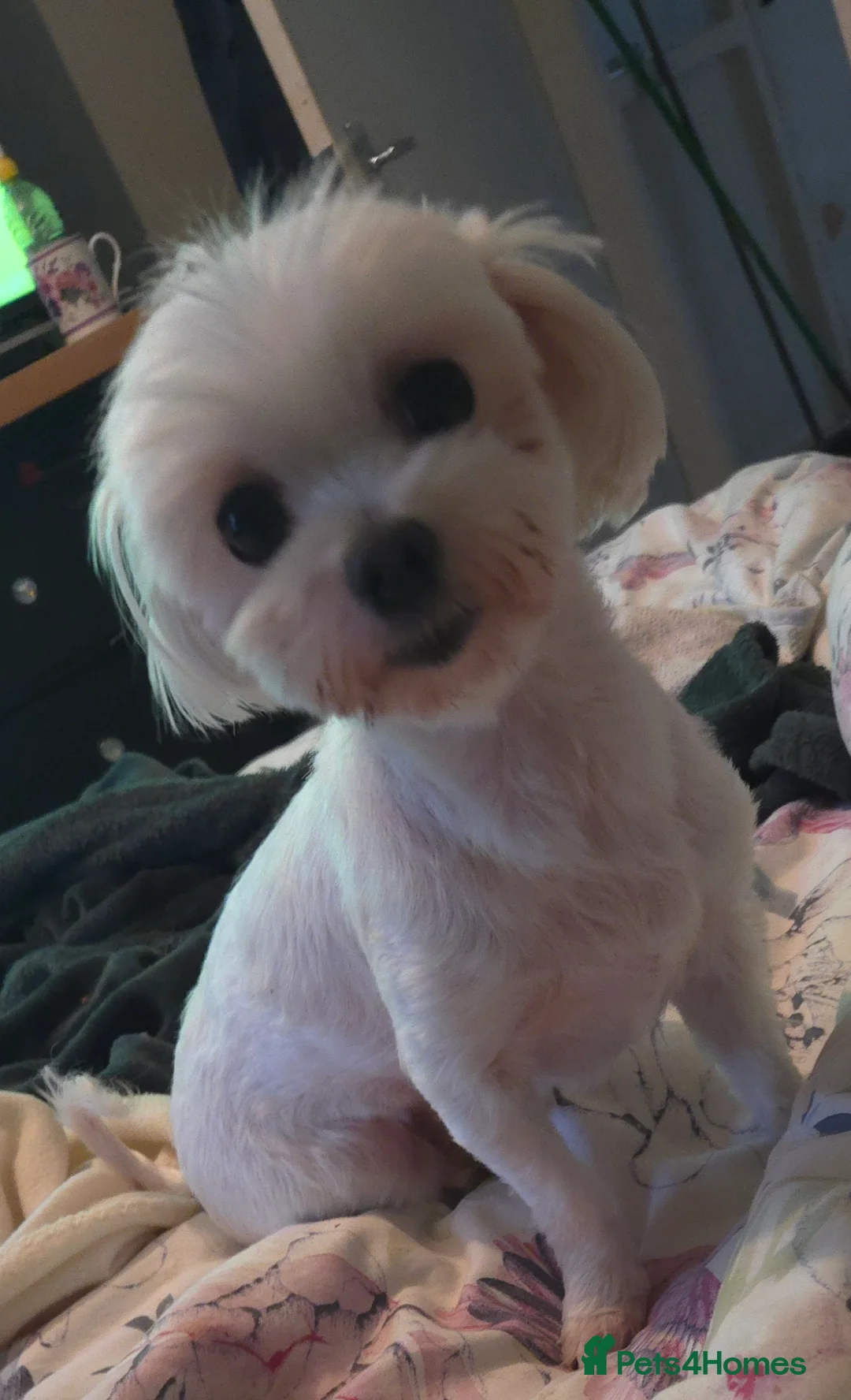 Maltese dogs for sale: Korean Maltese  in Bootle - Advert 1