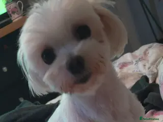 Maltese dogs Korean Maltese in Bootle - Advert 1