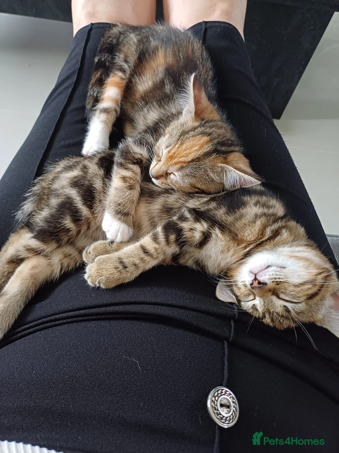 Domestic Shorthair cats for sale: 2 Female Lovely Domestic kittens  - Advert 2