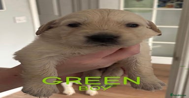 Golden Retriever dogs - Advert 8