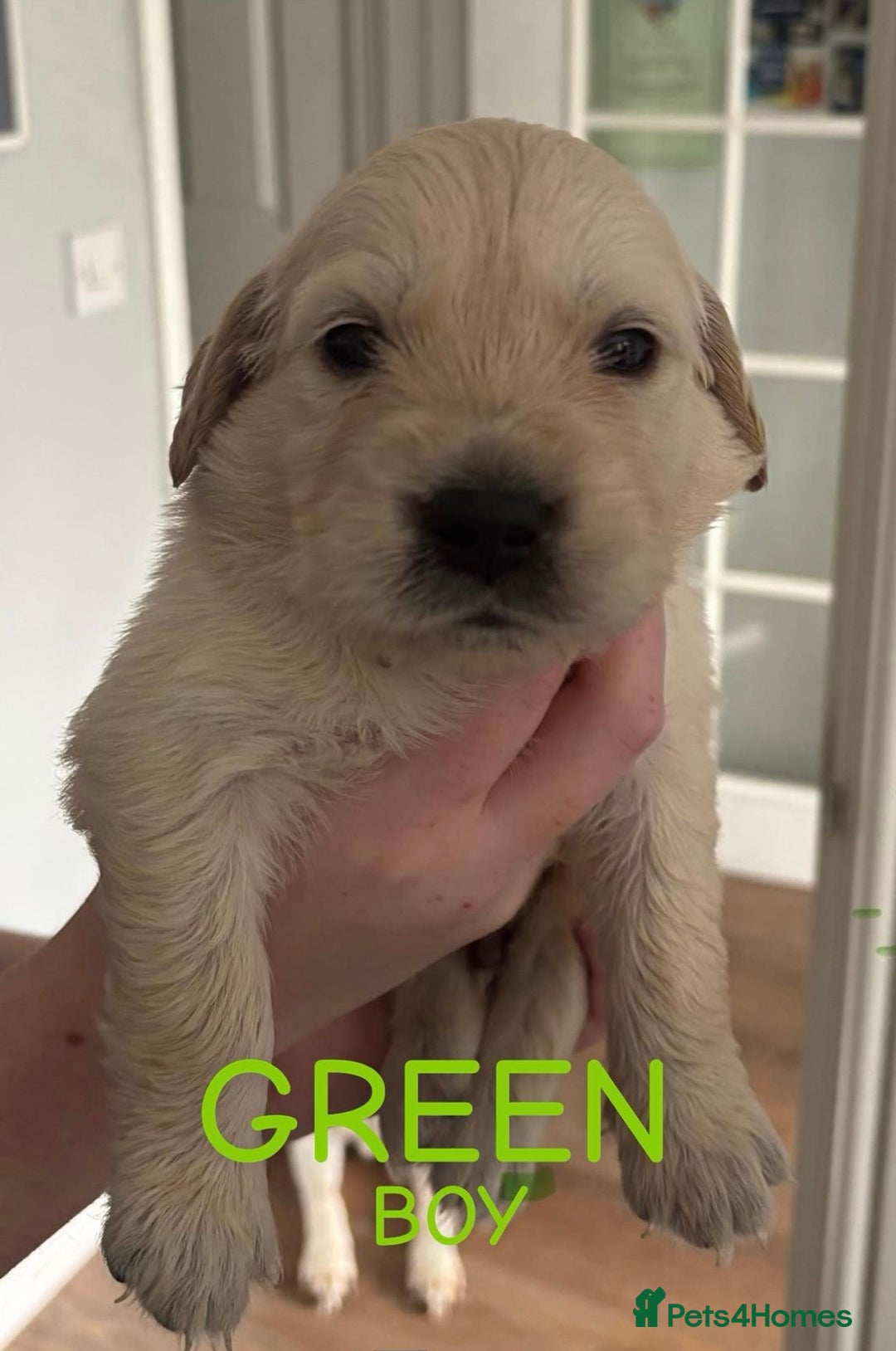 Golden Retriever dogs for sale: Quality KC golden retriever puppies  - Image 3