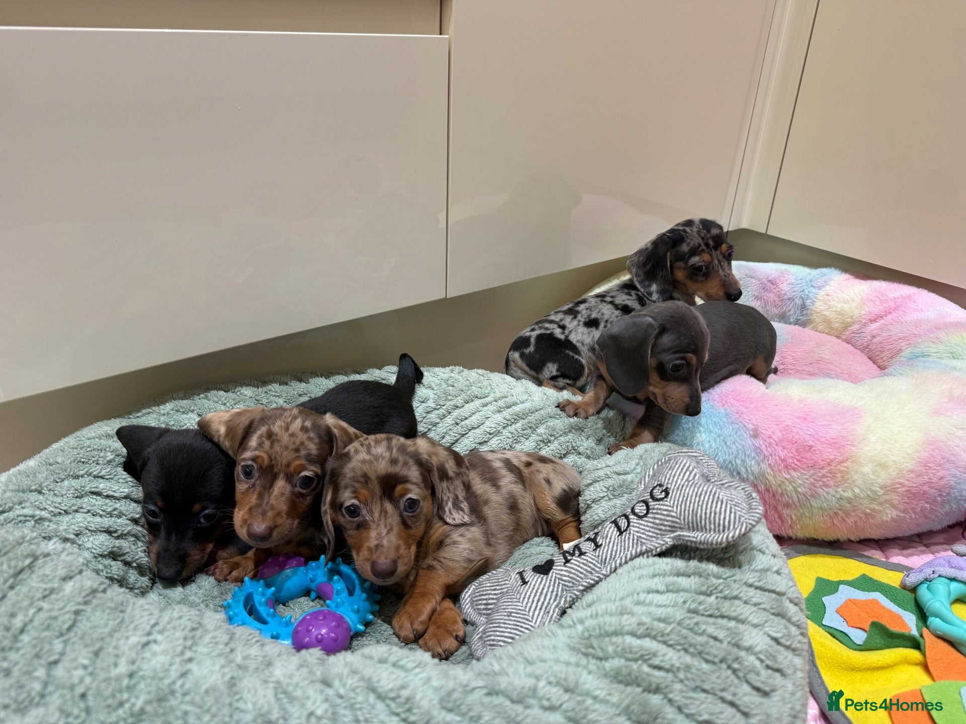 Miniature Dachshund dogs Beautiful Dapples 5 Star Licensed 5 Star reviews  - Advert 1