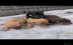 Mixed Breed dogs for sale: Stunning chihuahua x puppys - Image 8