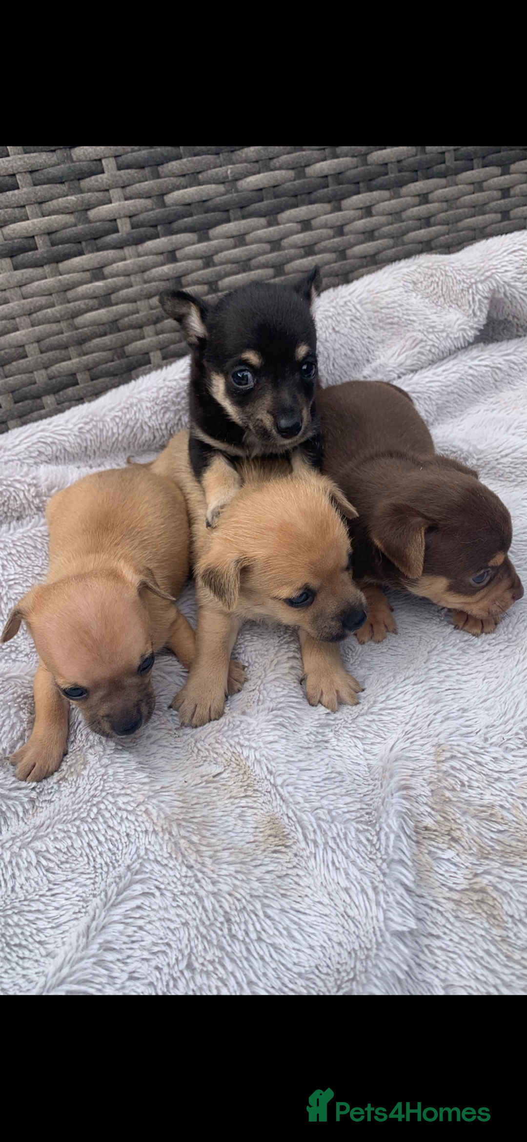 Mixed Breed dogs for sale: Stunning chihuahua x puppys - Image 8