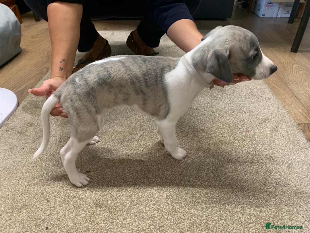 Whippet dogs for sale: Beautiful K.C Registered Whippet pups for sale  - Image 10