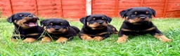 Rottweiler dogs for sale: Beautiful Rottweiler Puppies  in Chessington - Advert 8