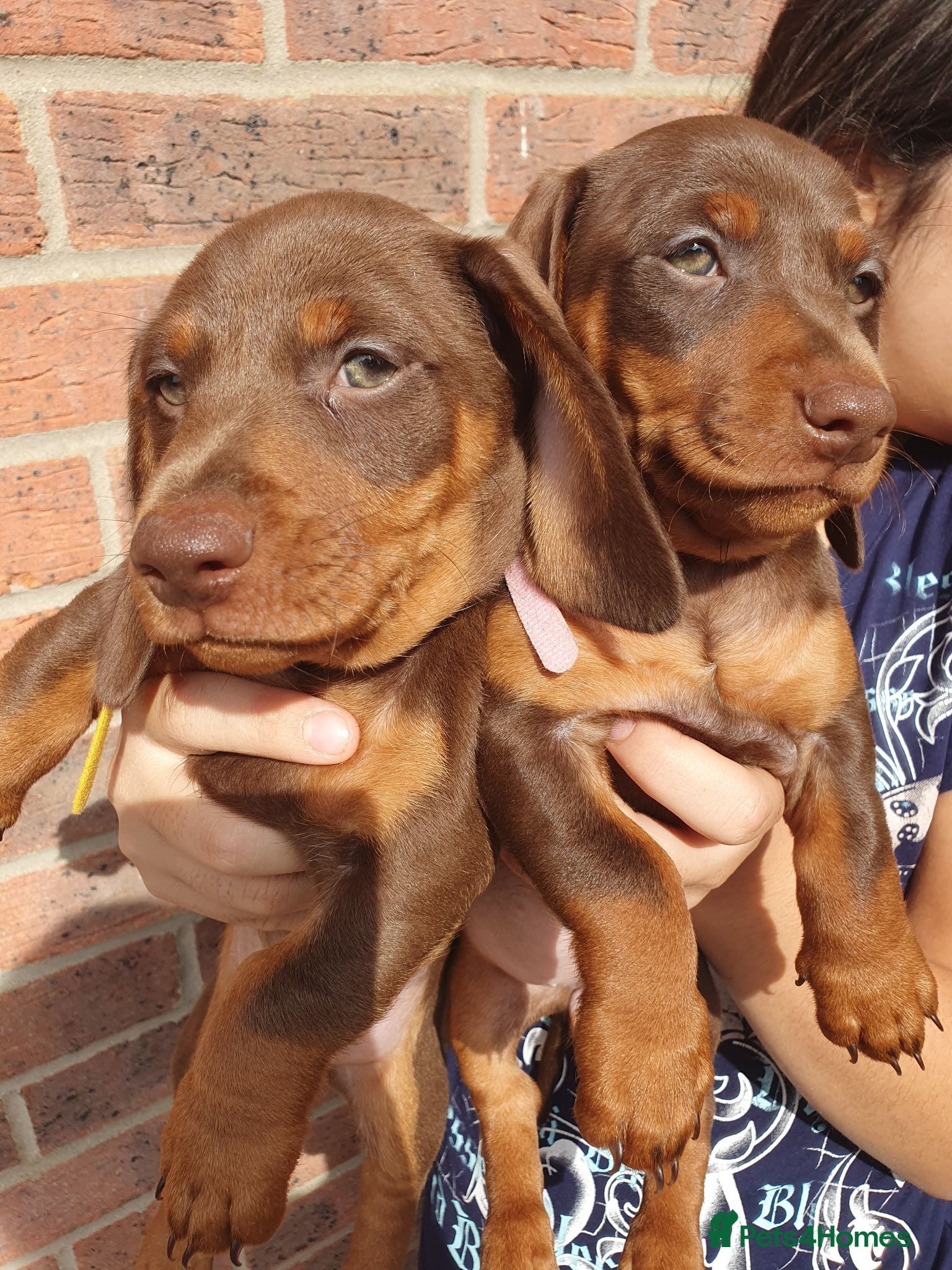 Dachshund dogs 2 Stunning Chunky Dachunds 1 female 💓 1 male 💛 - Advert 2