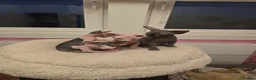 Sphynx cats for sale: Spectacular Sphynx kittens TICA & GCCF  DBE - Advert 27