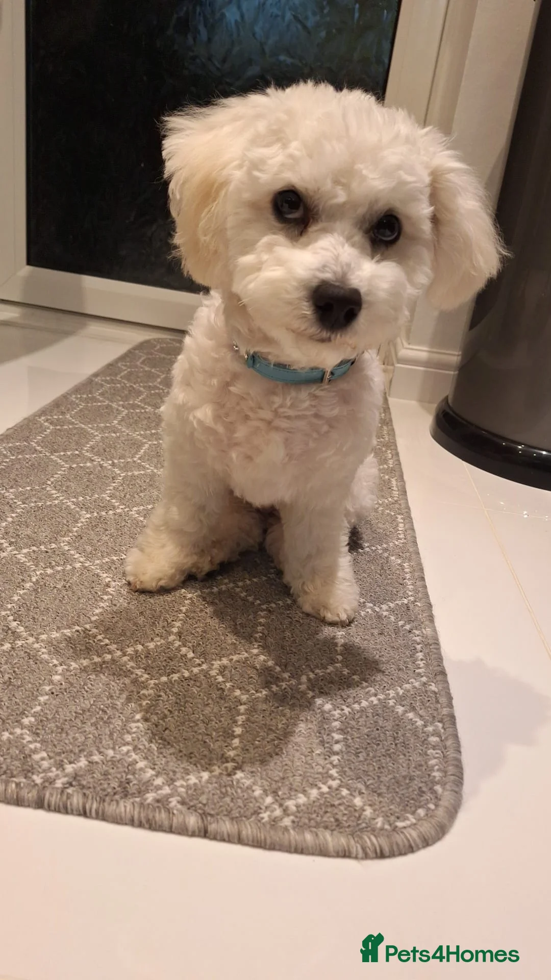 Bichon Frise dogs for stud: For Stud in Deeside - Advert 3