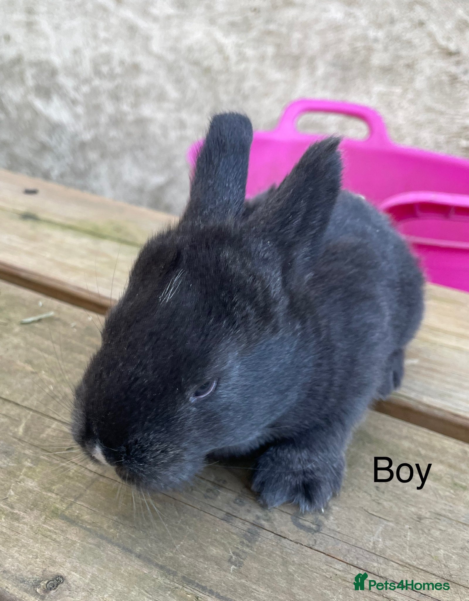 Continental Giant rabbits 💙new litter of pure bred continental giant 💙 - Advert 7