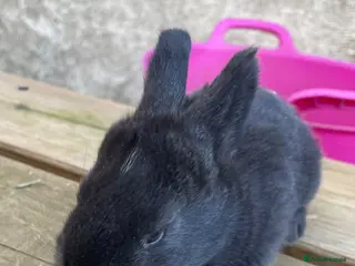 Continental Giant rabbits 💙new litter of pure bred continental giant 💙 - Advert 7