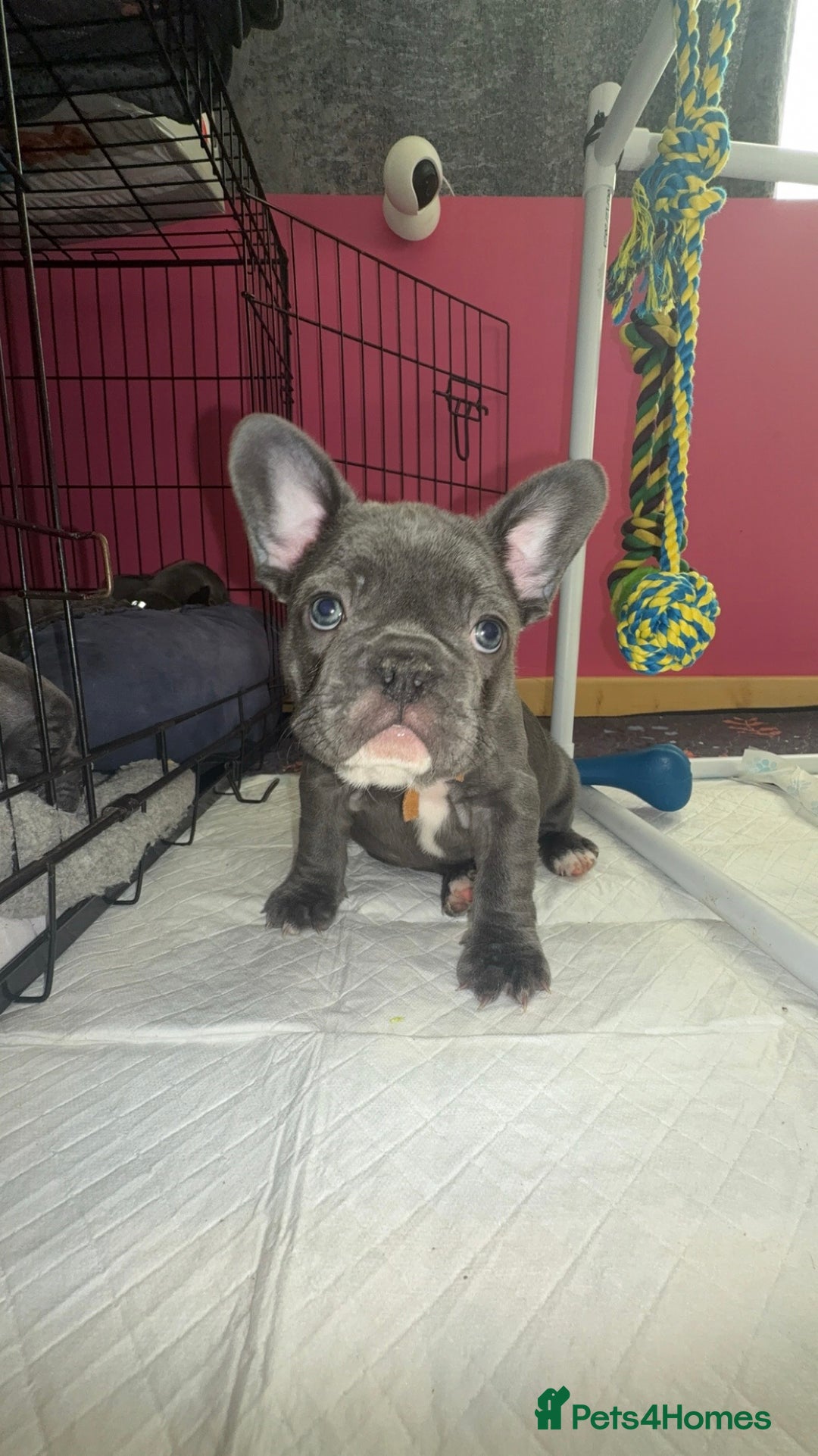 French Bulldog dogs for sale: 5 female French Bulldog –9 weeks old💙 🐾 - Advert 38