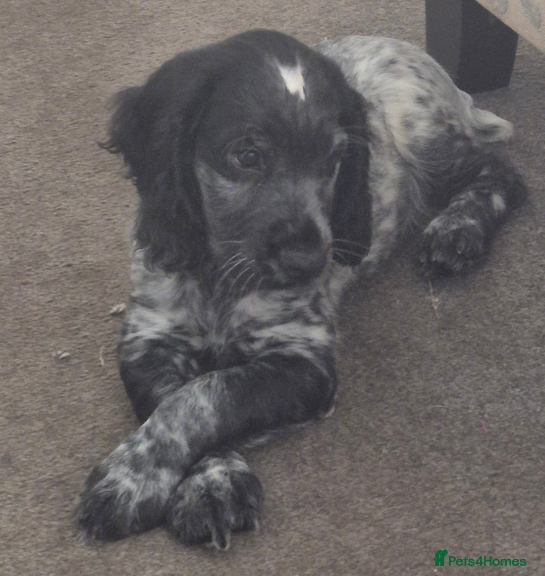 Cocker Spaniel dogs for sale: Blue roan cocker spaniel  - Image 4