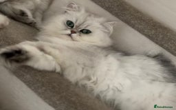Persian cats for sale: Persian cat - Image 4