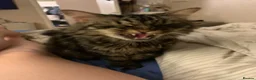 Mixed Breed cats for sale: Male boy cat looking for home - Advert 3
