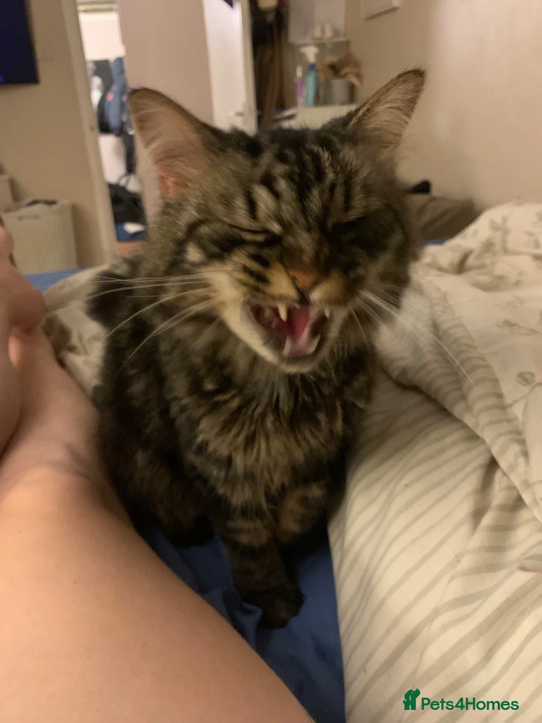Mixed Breed cats for sale: Male boy cat looking for home - Advert 3