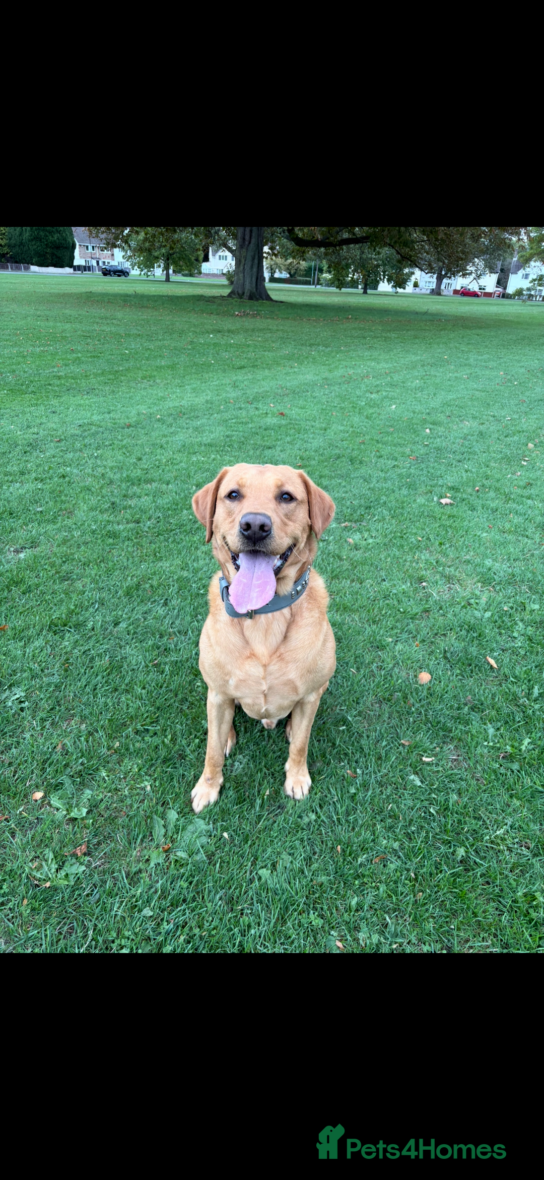 Labrador Retriever dogs for stud: Labrador retriever for stud  - Advert 9