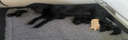 Labrador Retriever dogs for sale: KC health tested working lab pups at Thistlecrack - Advert 2