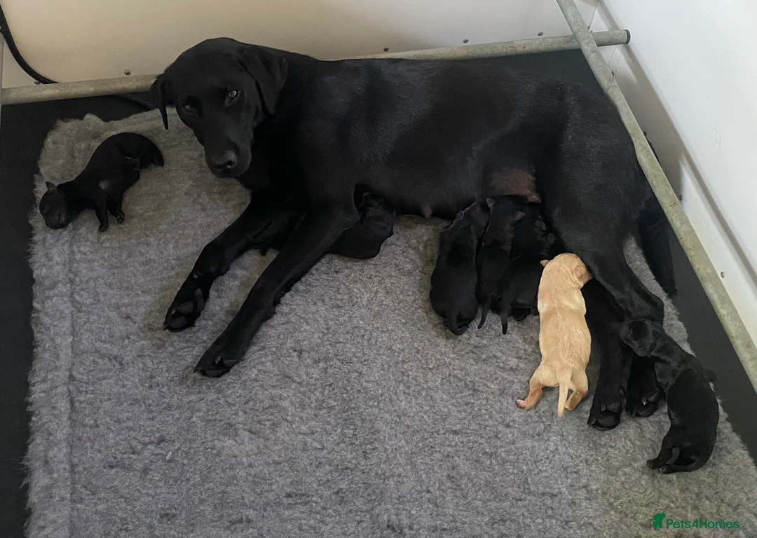 Labrador Retriever dogs for sale: KC health tested working lab pups at Thistlecrack - Advert 2