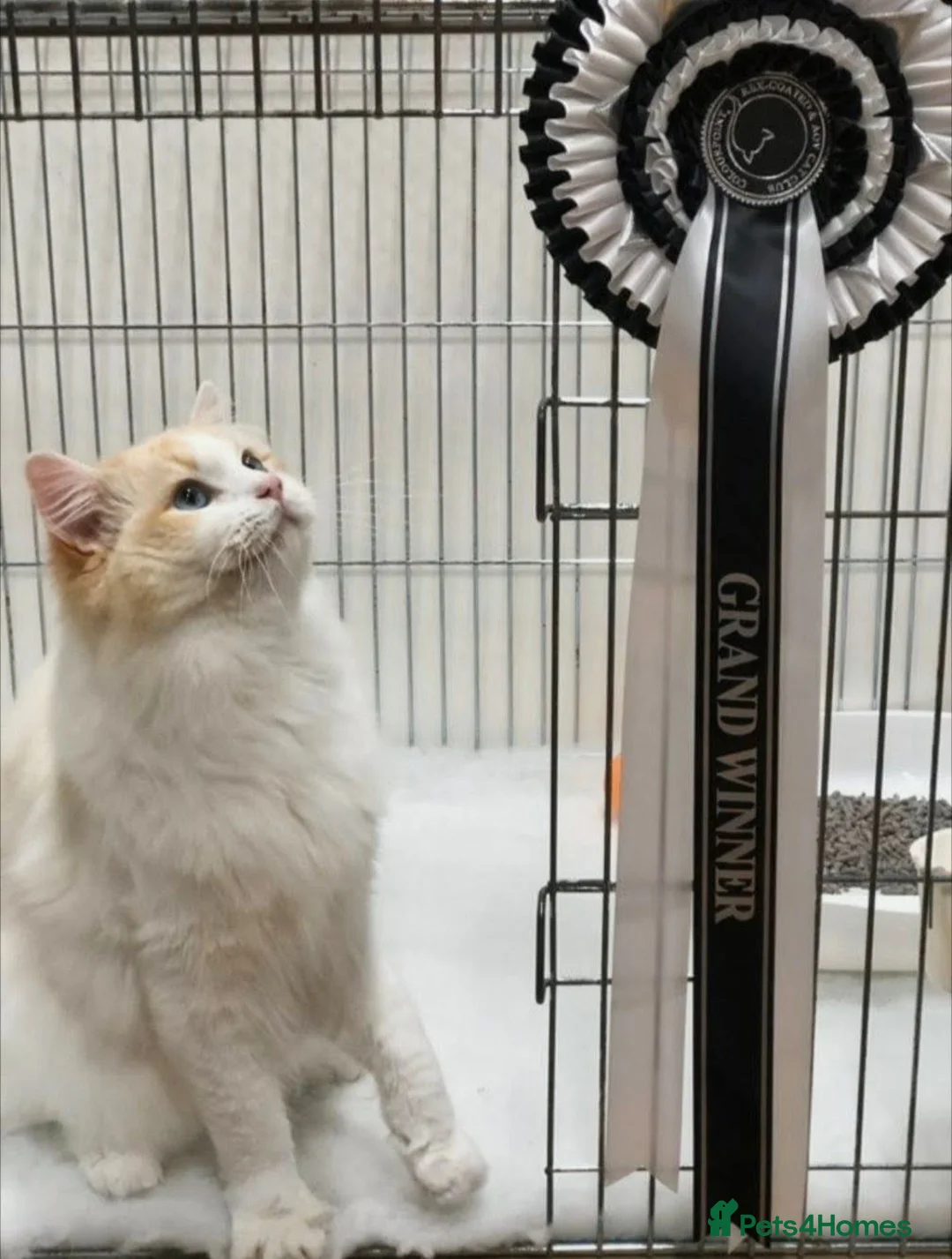 Ragdoll cats for sale: Registered ragdoll kittens by grand champion in Scunthorpe - Advert 20