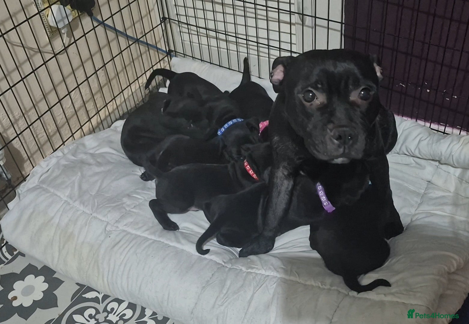 Staffordshire Bull Terrier dogs Valglo KC Staffordshire Bull Terrier Puppies - Advert 1