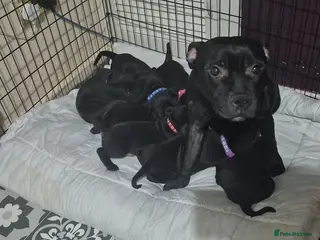 Staffordshire Bull Terrier dogs Valglo KC Staffordshire Bull Terrier Puppies - Advert 1