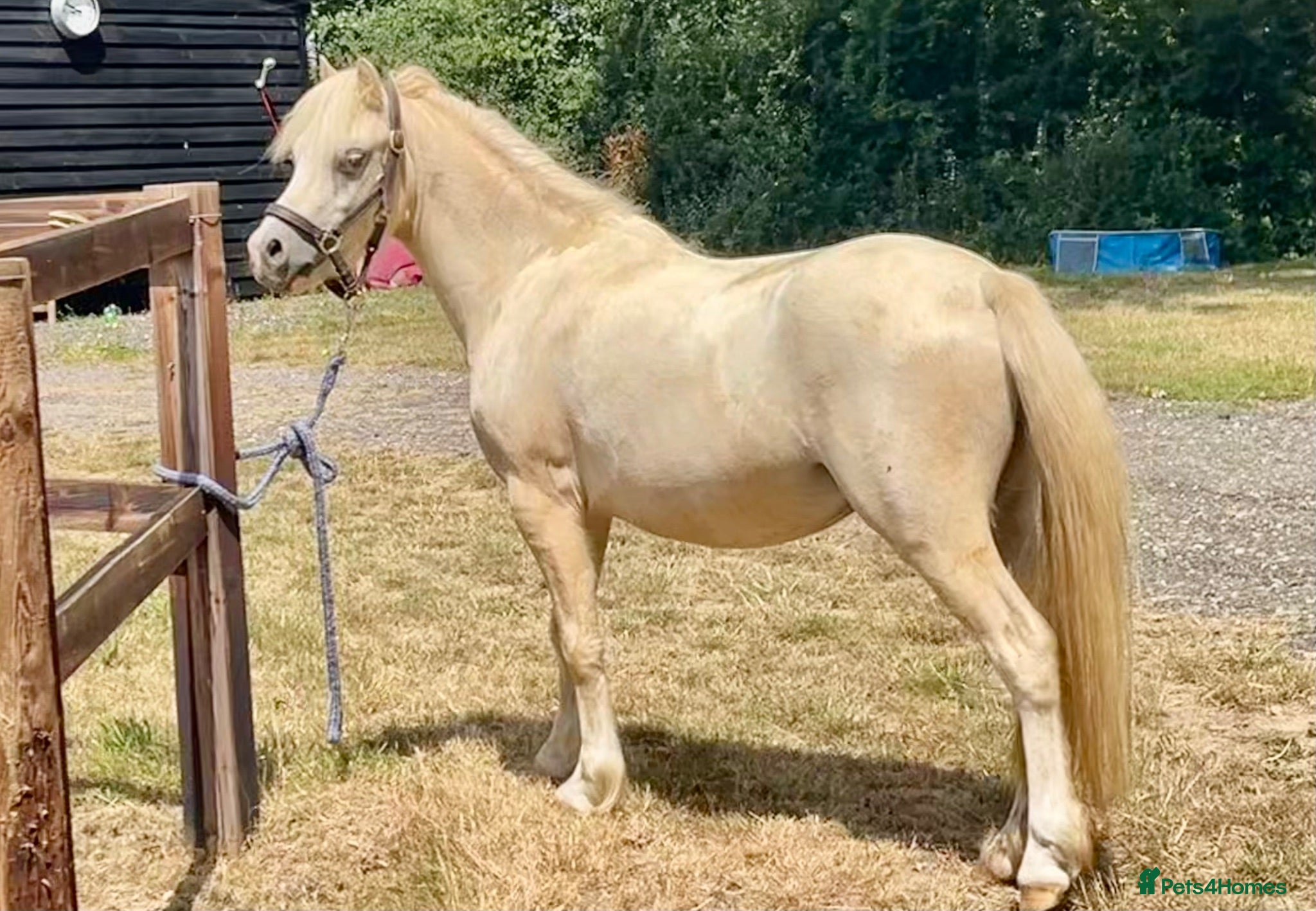 Welsh Section A horses Palomino Registered Welsh Section A gelding - Advert 1