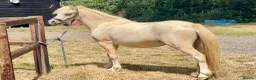 Welsh Section A horses for sale: Palomino Registered Welsh Section A gelding - Advert 1