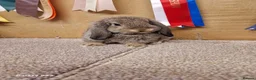Mini Lop rabbits for sale: Gorgeous mini lop boy - Advert 3