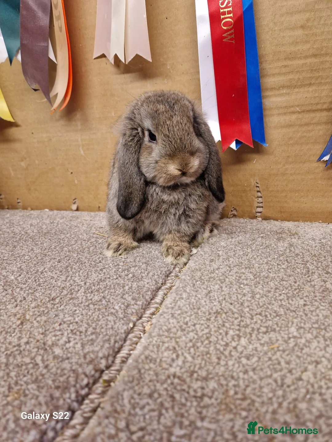 Mini Lop rabbits for sale: Gorgeous mini lop boy - Advert 3