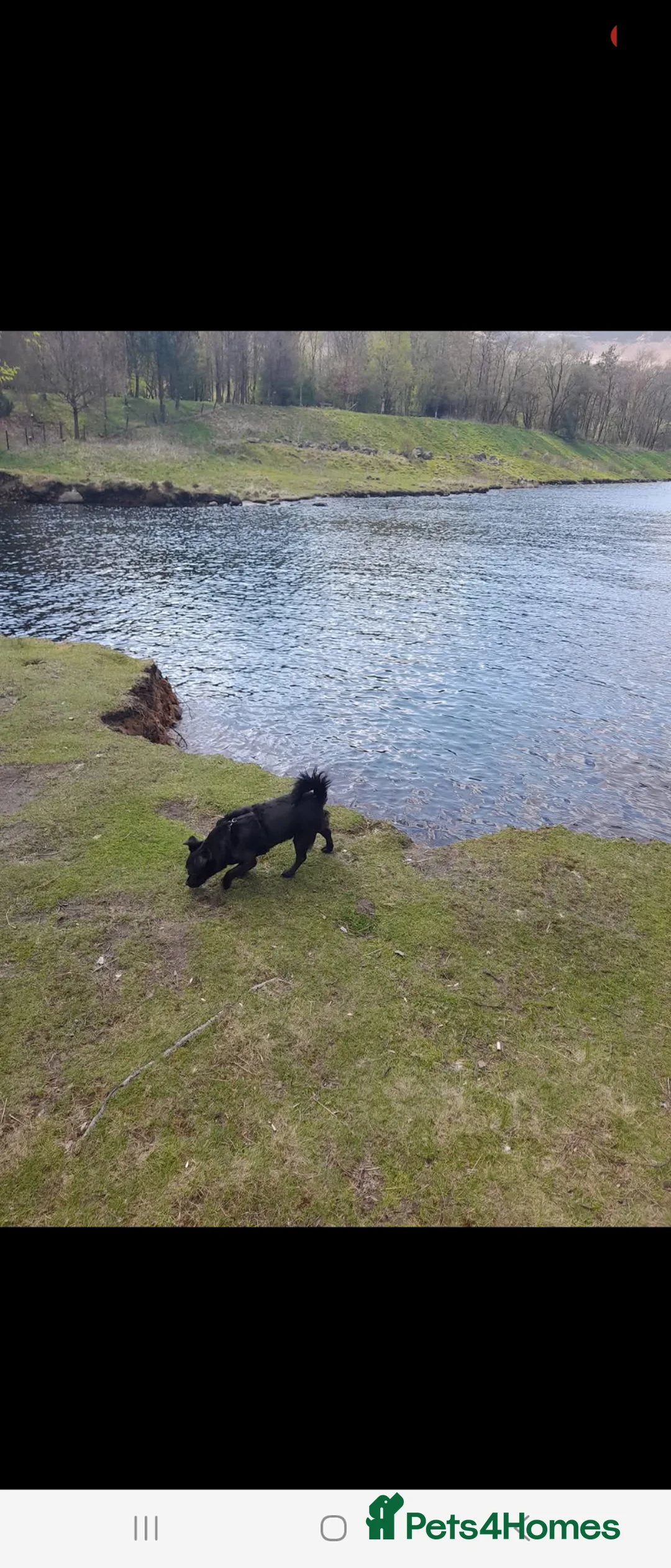 Mixed Breed dogs for sale: Forever home wanted - Advert 2