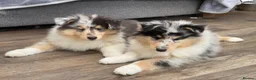 Rough Collie dogs for sale: **Rough Collie Puppies - Litter Due in 7 Days ** - Advert 5