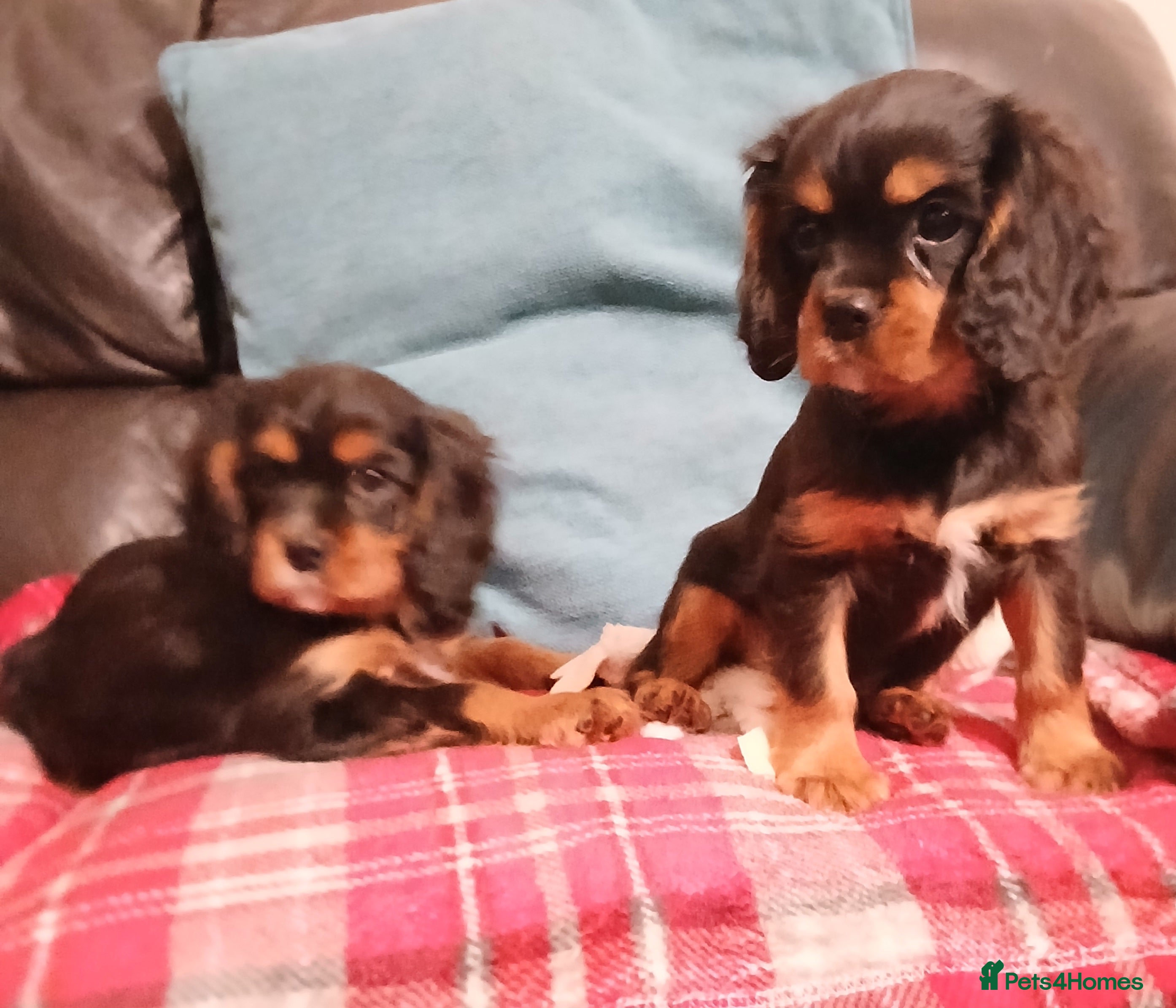 Cavalier King Charles Spaniel dogs Gorgeous puppies - Advert 3