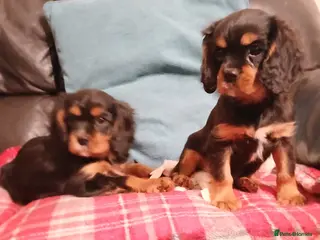 Cavalier King Charles Spaniel dogs Gorgeous puppies - Advert 6