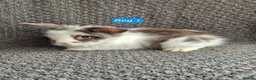 Mini Lop rabbits for sale: Mini Lion Lop Bunnies - Advert 2
