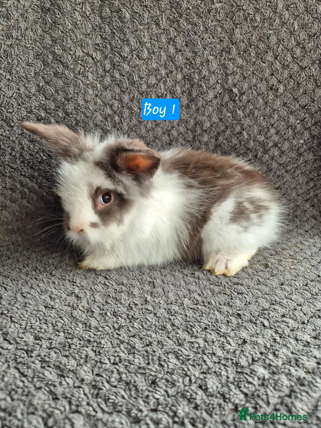 Mini Lop rabbits for sale: Mini Lion Lop Bunnies - Advert 2