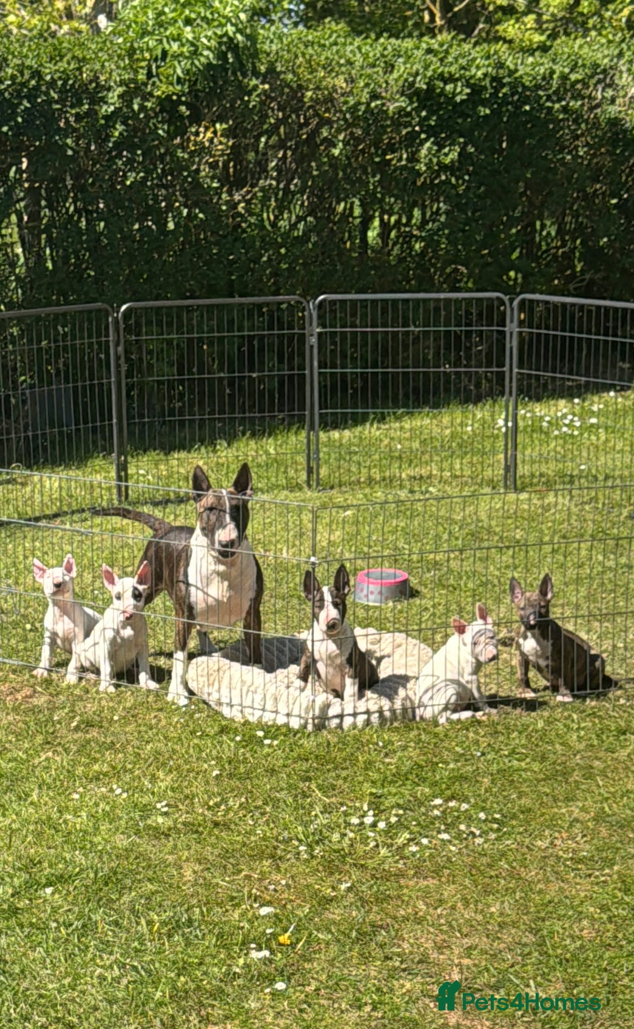 English Bull Terrier dogs English Bull Terrier Puppies - Advert 3