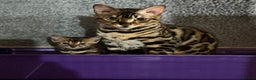 Bengal cats for sale: Pure Bengal Girl - Advert 7
