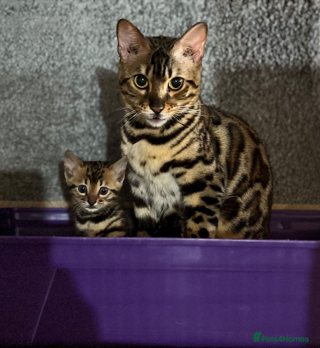 Bengal cats for sale: Pure Bengal Girl - Advert 7