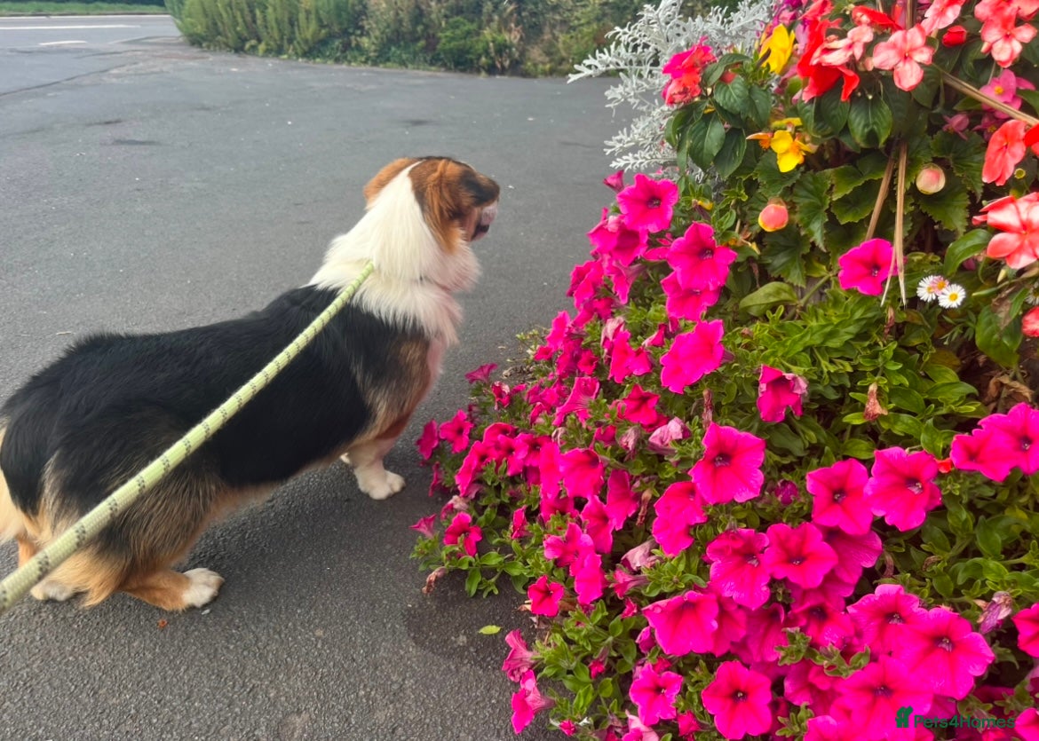 Welsh Corgi Pembroke dogs  Welsh Pembroke Corgi Boy Available for Stud  - Advert 9